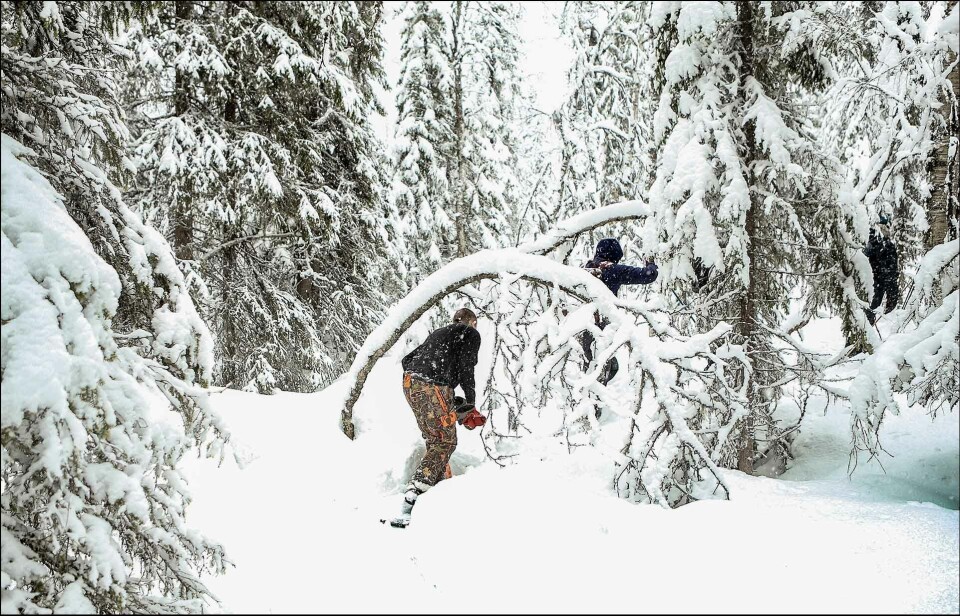Naturfag. Studentene går på lånte truger i skogen i Evenstadlia for å finne dyrespor og måle dybde på snøen.