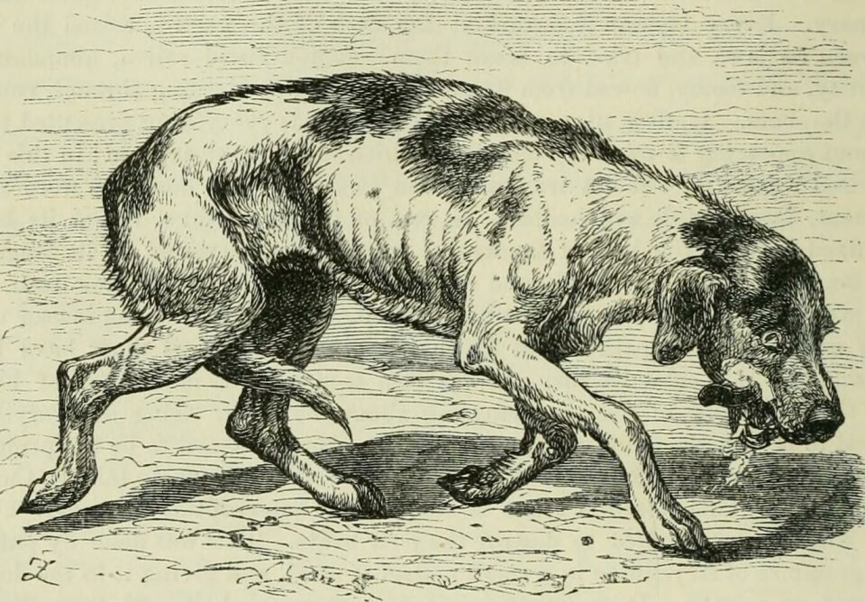 Rabies kalles også hundegalskap. Pasteur ble verdensberømt da han i 1885 klarte å utvikle en vaksine mot det fryktede viruset. Illustrasjon fra boka Rabies and hydrophobia: their history, nature, causes, symptoms, and prevention (George Fleming 1872).